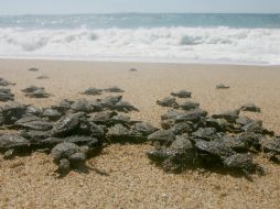 Se reconoció una cadena hotelera por progeren un total de 710 corrales de las tortugas. EL INFORMADOR / ARCHIVO