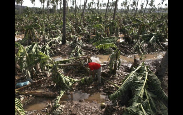 El huracán ocasionó daños en plantíos de zonas plataneras en Jalisco, Colima, Nayarit y Michoacán. EFE / ARCHIVO