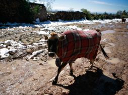 Continuará el ambiente templado a fresco a lo largo del día y esperan mínimas de cero grados por la mañana del martes. EL INFORMADOR / ARCHIVO