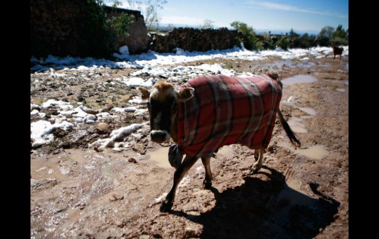 Continuará el ambiente templado a fresco a lo largo del día y esperan mínimas de cero grados por la mañana del martes. EL INFORMADOR / ARCHIVO