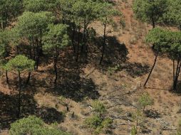 En 2015 se tuvo reporte de 90 mil hectáreas de bosques deforestados. EL INFORMADOR / ARCHIVO