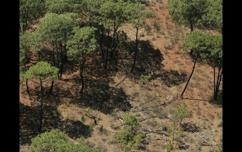 En 2015 se tuvo reporte de 90 mil hectáreas de bosques deforestados. EL INFORMADOR / ARCHIVO