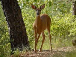 La defaunación de los animales tiene serias implicaciones en las interacciones ecológicas. NTX / ARCHIVO