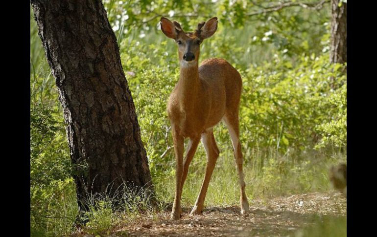 La defaunación de los animales tiene serias implicaciones en las interacciones ecológicas. NTX / ARCHIVO