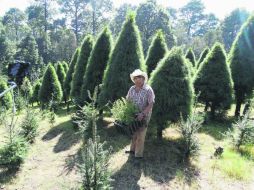 Arnulfo Sosa Manjarrez explica que en el terreno de la asociación se pueden plantar de ocho a 15 mil pinos. SUN /