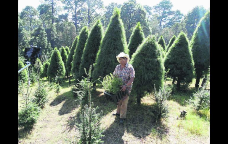 Arnulfo Sosa Manjarrez explica que en el terreno de la asociación se pueden plantar de ocho a 15 mil pinos. SUN /