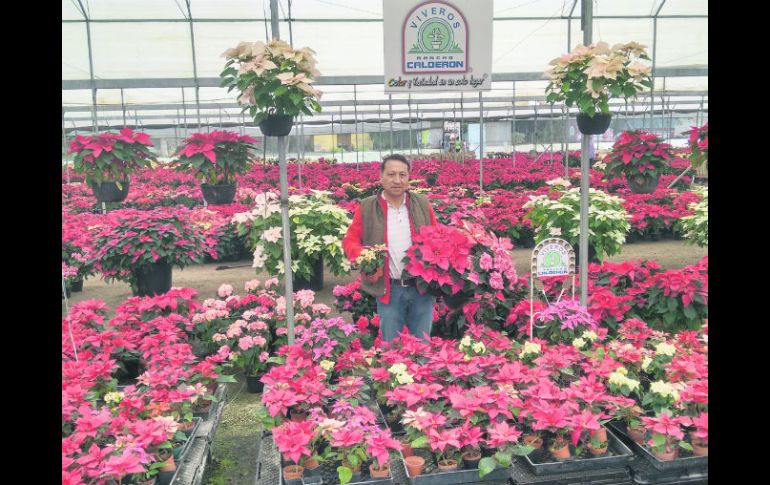 Rancho Calderón impulsó la venta de nochebuenas gracias a la decoración de eventos masivos y de espacios públicos. ESPECIAL /