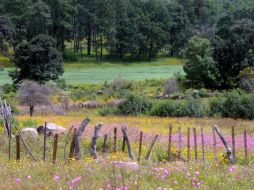 De Gran Bretaña a Suecia, las temperaturas alcanzan niveles récord en todo el continente europeo. EL INFORMADOR / ARCHIVO