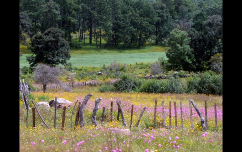 De Gran Bretaña a Suecia, las temperaturas alcanzan niveles récord en todo el continente europeo. EL INFORMADOR / ARCHIVO