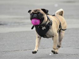 La mascota tiene que viajar en un contenedor limpio, sin cama ni accesorios y se puede ingresar una ración de alimento. EL INFORMADOR / ARCHIVO