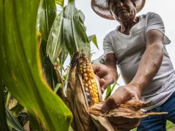 La siembra de maíz en algunas zonas ha sufrido retrasos debido al cambio climático. EL INFORMADOR / ARCHIVO