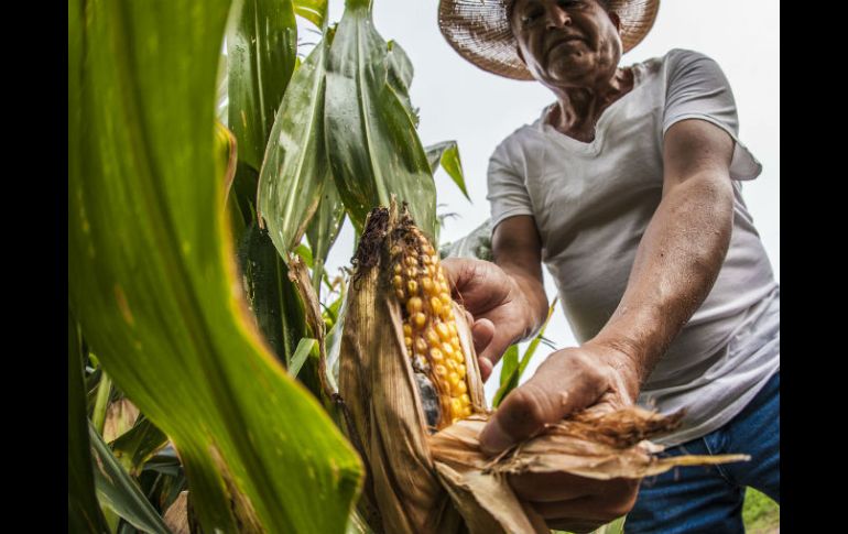 La siembra de maíz en algunas zonas ha sufrido retrasos debido al cambio climático. EL INFORMADOR / ARCHIVO