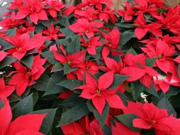 La flor se integró a la tradición mexicana de la Navidad durante gran parte de la época colonial. NTX / ARCHIVO