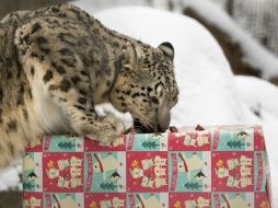 Los animales arrancaron el envoltorio navideño de sus cajas y descubrieron nueces y galletas. AP / G. Roberts