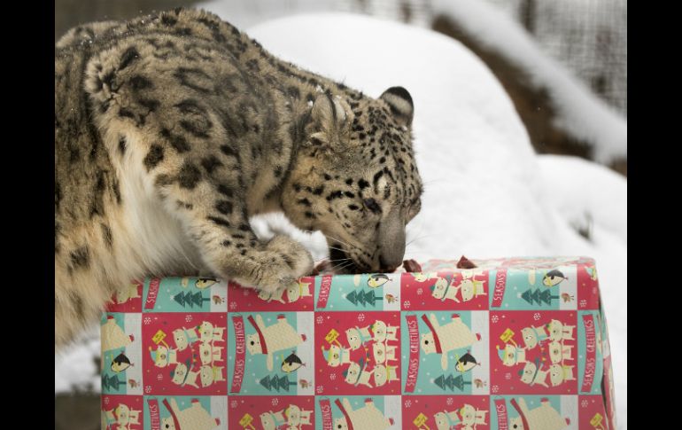 Los animales arrancaron el envoltorio navideño de sus cajas y descubrieron nueces y galletas. AP / G. Roberts