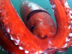 Un curador de un acuario local visitó el puerto y tomó fotos submarinas. AFP / A. Kimura