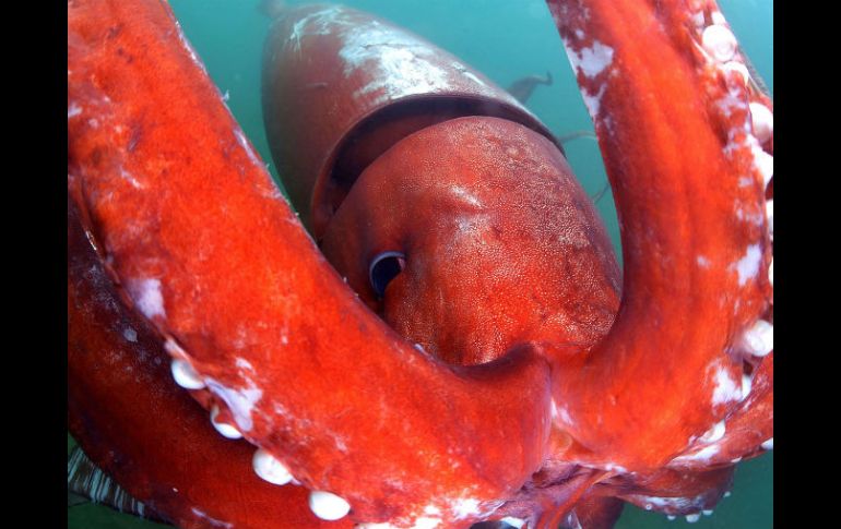 Un curador de un acuario local visitó el puerto y tomó fotos submarinas. AFP / A. Kimura