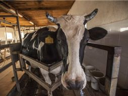 Jalisco es el mayor productor de leche en México, y la zona de los altos es conocida como la Cuenca lechera del país. EL INFORMADOR / ARCHIVO