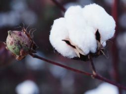 Los flavonoides provenientes de la flor del algodón mejoraron la memoria de ratones con demencia. NTX / ARCHIVO