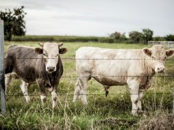 La investigación sobre la digestion del ganado es para lograr que tengan la salud adecuada y produzcan más carne o leche. EL INFORMADOR / ARCHIVO