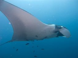 Las branquias de las mantarrayas tienen un alto valor en los mercados asiáticos de medicina tradicional, por lo que son cazadas. TWITTER / Ivan Lanegra