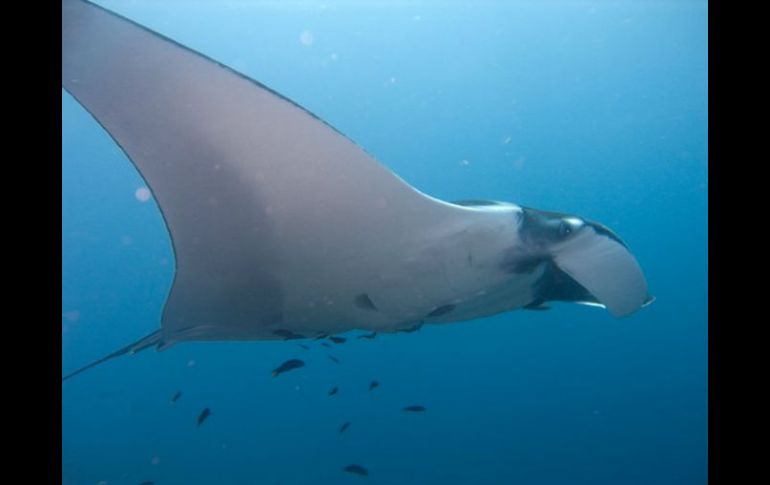 Las branquias de las mantarrayas tienen un alto valor en los mercados asiáticos de medicina tradicional, por lo que son cazadas. TWITTER / Ivan Lanegra