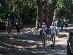 Autorizaron hacer un desarrollo inmobiliario en un predio de 800 metros cuadrados en el interior del bosque. EL INFORMADOR /