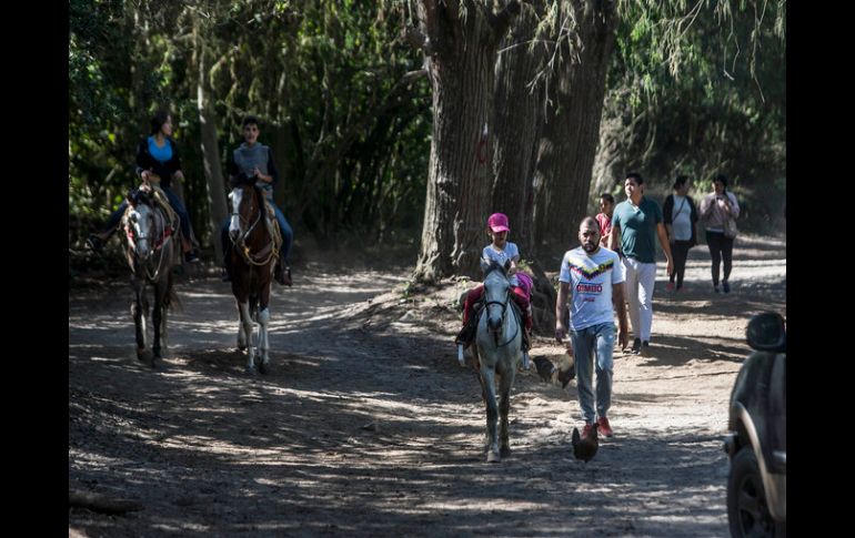 Autorizaron hacer un desarrollo inmobiliario en un predio de 800 metros cuadrados en el interior del bosque. EL INFORMADOR /