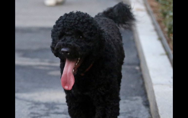 El hombre quería secuestrar al perro Bo, el más viejo de los dos perros de agua portugueses de la familia presidencial. AP / ARCHIVO