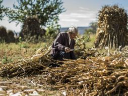 Señala que el Congreso ha permitido mayor accesibilidad a créditos y fertilizantes más baratos. EL INFORMADOR / ARCHIVO