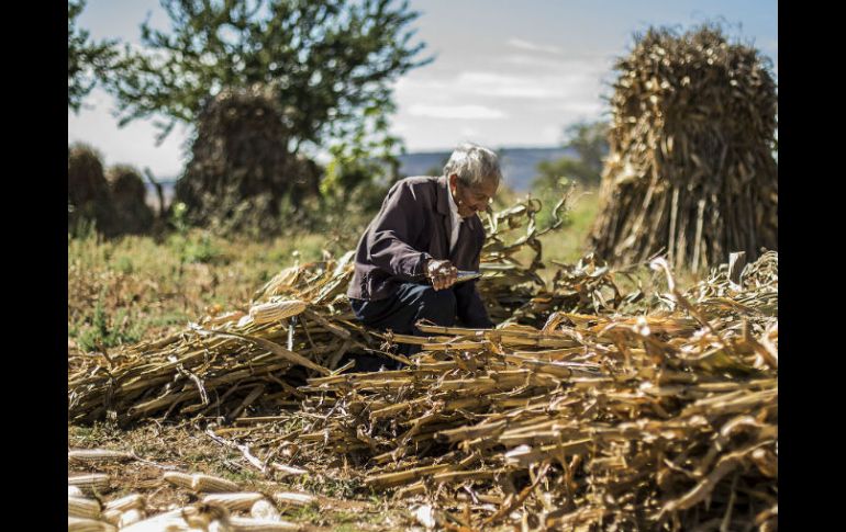 Señala que el Congreso ha permitido mayor accesibilidad a créditos y fertilizantes más baratos. EL INFORMADOR / ARCHIVO