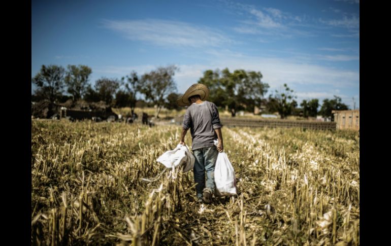 La Sagarpa impulsará la dotación de activos productivos y bienes de capital de los pequeños productores. EL INFORMADOR / ARCHIVO