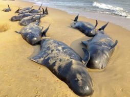 Las ballenas piloto tienden a nadar en grupo y la ausencia de un líder las confunde. EFE / STR