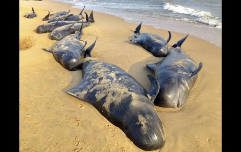 Las ballenas piloto tienden a nadar en grupo y la ausencia de un líder las confunde. EFE / STR