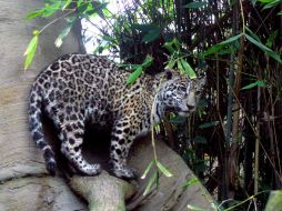 Los cachorros de jaguar serán observados e inspeccionados sobre su crecimiento y sano desarrollo. NTX / ARCHIVO