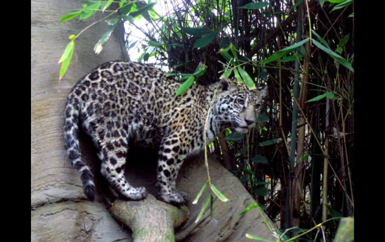 Los cachorros de jaguar serán observados e inspeccionados sobre su crecimiento y sano desarrollo. NTX / ARCHIVO