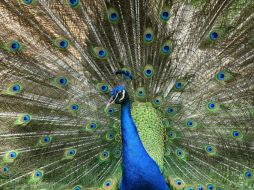 También se aseguraron cinco pavorreales cuello verde y tres pavorreales cuello azul. NTX / ARCHIVO