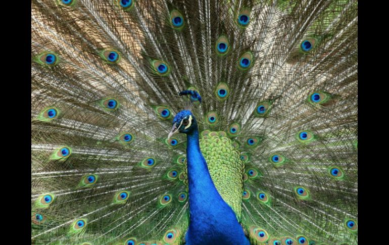 También se aseguraron cinco pavorreales cuello verde y tres pavorreales cuello azul. NTX / ARCHIVO