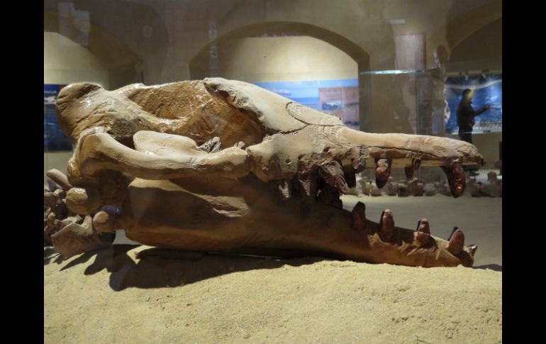 El museo expone fósiles de gran valor como el primer esqueleto completo de un Basilosaurus Isis. AFP / K. Desouki