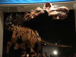 La muestra es tan larga, que el cuello y la cabeza se extienden fuera de la sala de exposiciones hasta el vestíbulo del edificio. AFP / S. Platt