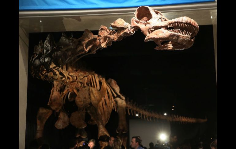 La muestra es tan larga, que el cuello y la cabeza se extienden fuera de la sala de exposiciones hasta el vestíbulo del edificio. AFP / S. Platt