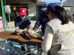 Presentaba síntomas de debilidad por la pérdida de peso y grasa subcutánea. TWITTER / @PROFEPA_Mx