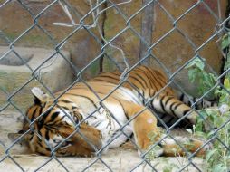 Señalan que sólo una minoría de los animales que estaban en circos logró tener un albergue. NTX / ARCHIVO