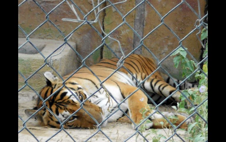 Señalan que sólo una minoría de los animales que estaban en circos logró tener un albergue. NTX / ARCHIVO