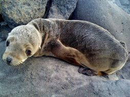 Al parecer la foca ya tenía días varada entre las rocas, hasta que fue encontrada. NTX / ESPECIAL