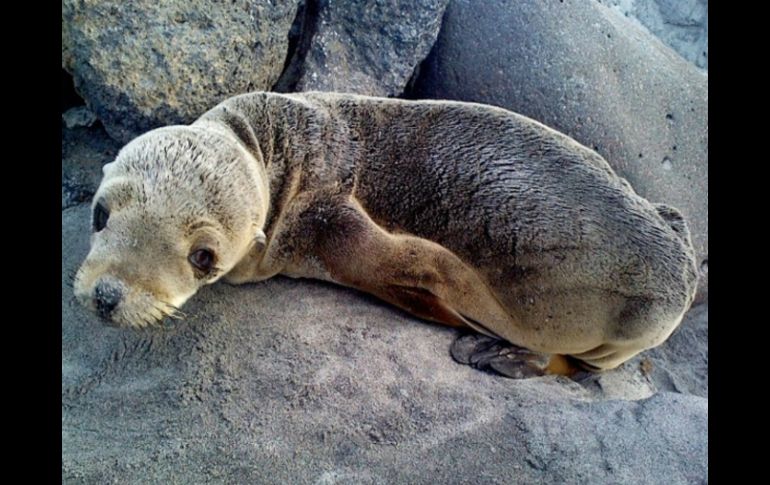 Al parecer la foca ya tenía días varada entre las rocas, hasta que fue encontrada. NTX / ESPECIAL