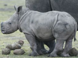 El nivel de caza furtiva de los últimos años ha amenazado la existencia de la especie. AP / ARCHIVO