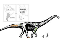 El Notocolossus proporciona información clave sobre la anatomía de la extremidad trasera de los titanosaurios gigantes. TWITTER / @PLOSPaleo