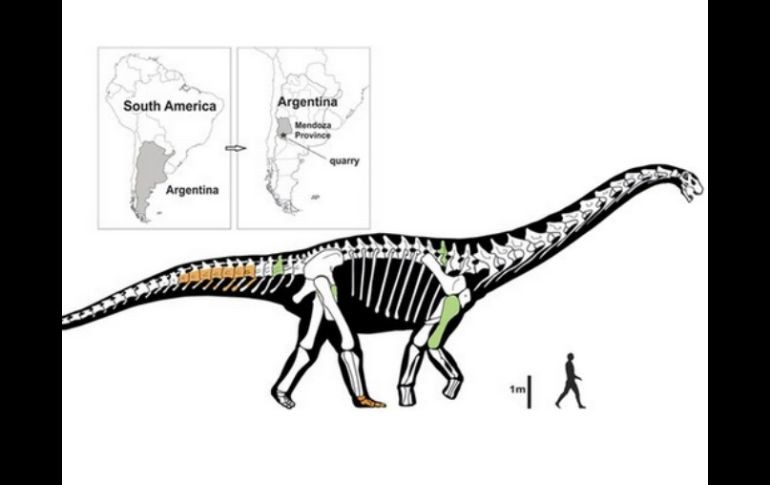 El Notocolossus proporciona información clave sobre la anatomía de la extremidad trasera de los titanosaurios gigantes. TWITTER / @PLOSPaleo