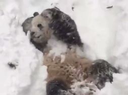 Tian Tian, de 18 años, estaba muy emocionado con la nieve, relatan las redes sociales. TWITTER / @smithsonian